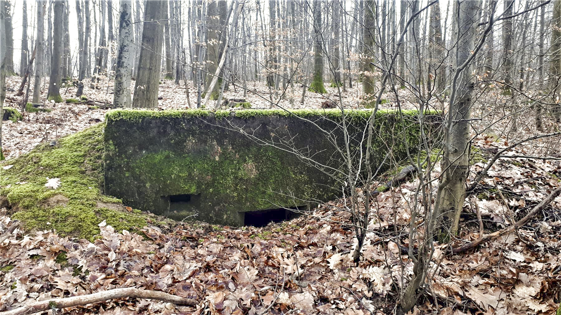 Ligne Maginot - OBERWALD 1 - (Blockhaus pour arme infanterie) -  - Gregory Fuchs