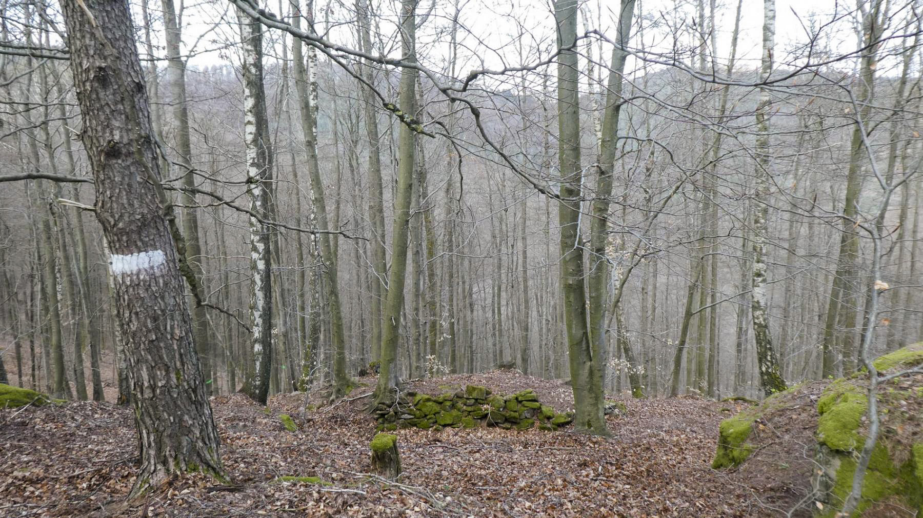 Ligne Maginot - HAUT-WARSBERG (POINT D'APPUI) - (Divers) - Reste d'organisations défensives - Roo