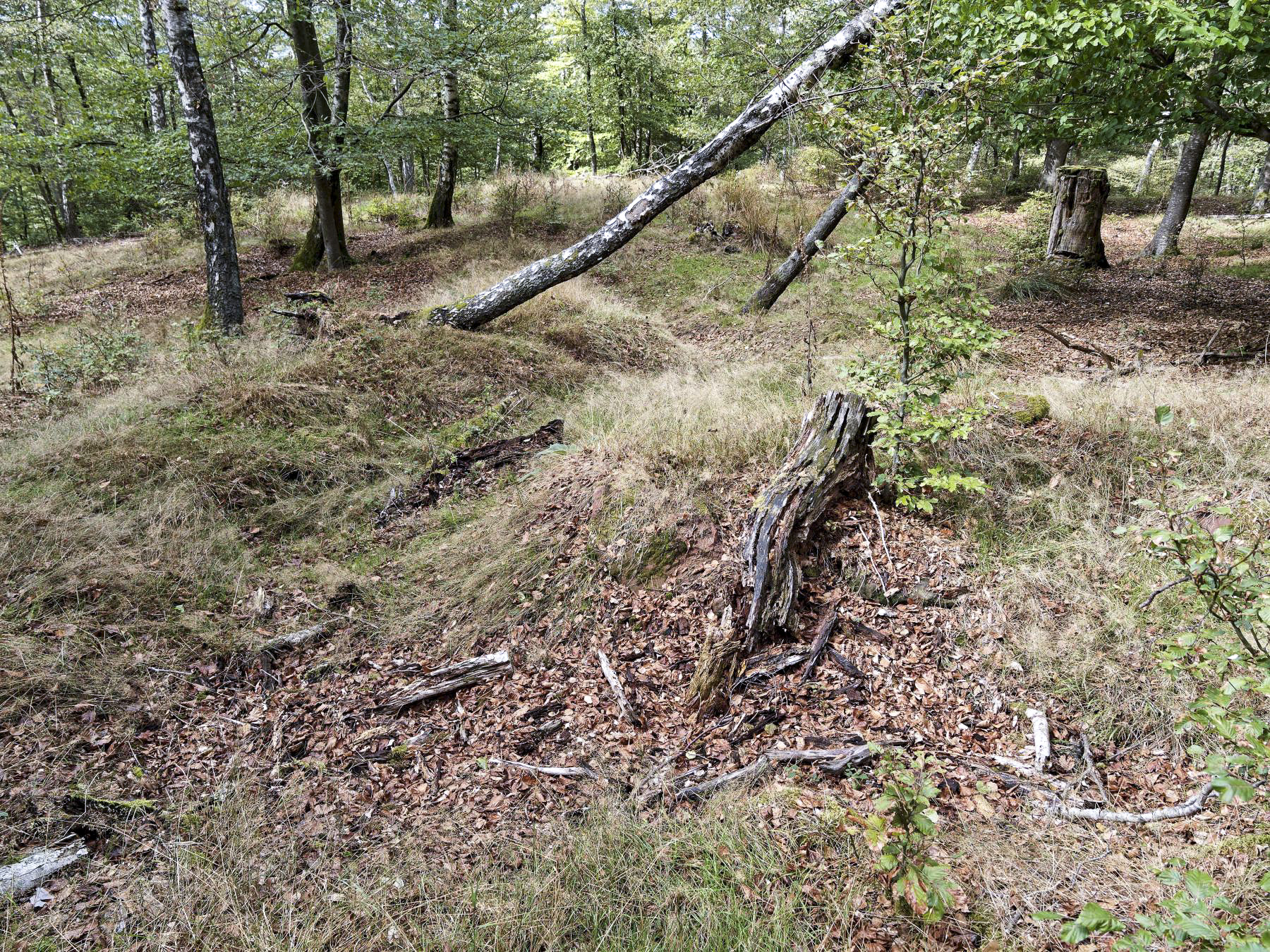 Ligne Maginot - KAMELSBERG (POINT D'APPUI) - (Divers) - Tranchées au sommet - Jürgen Morr