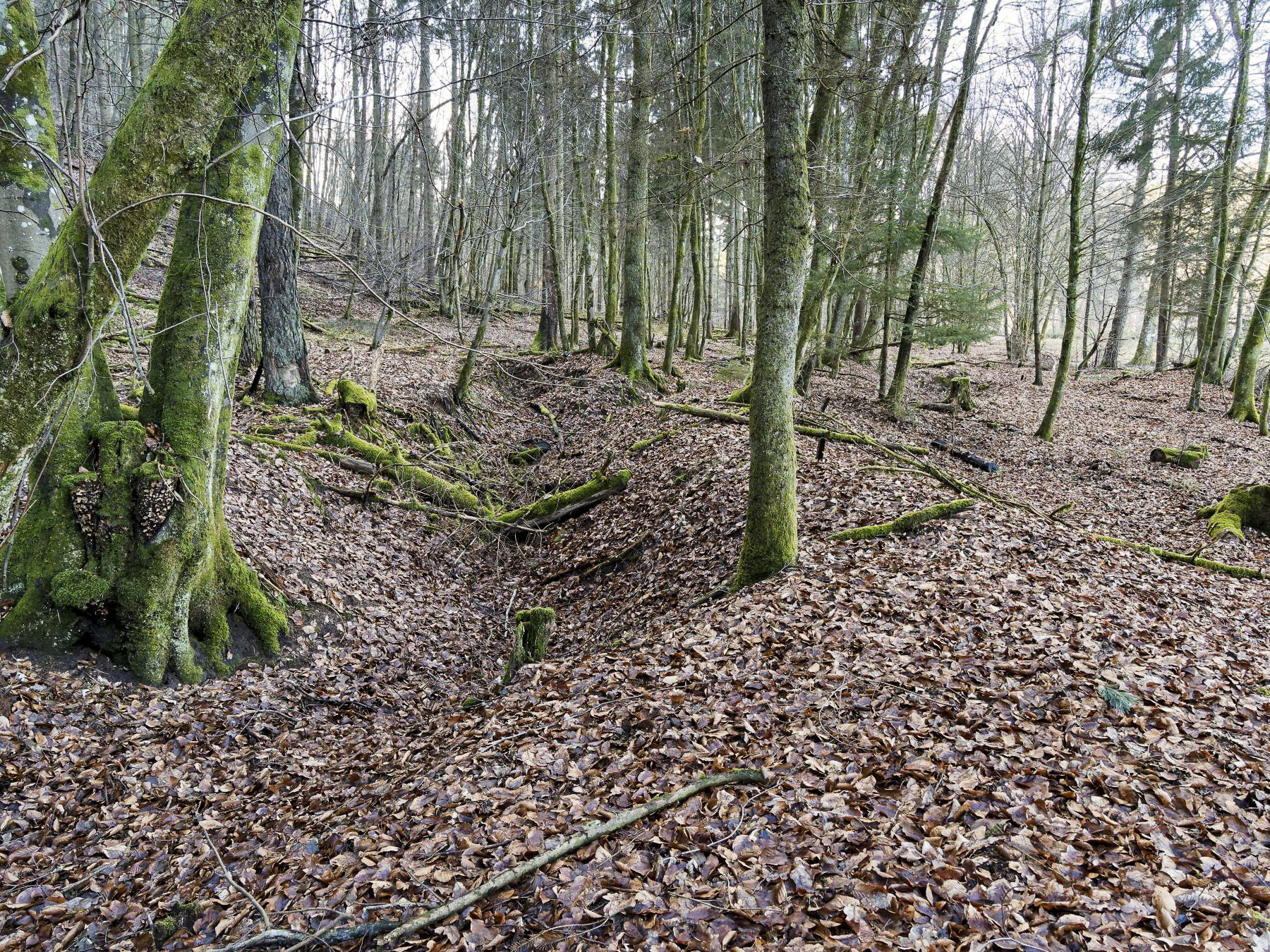 Ligne Maginot - NEUWEIHER 1 - (Blockhaus pour canon) - Tranchée sur l'arrière du blockhaus à proximité - Jürgen Morr
