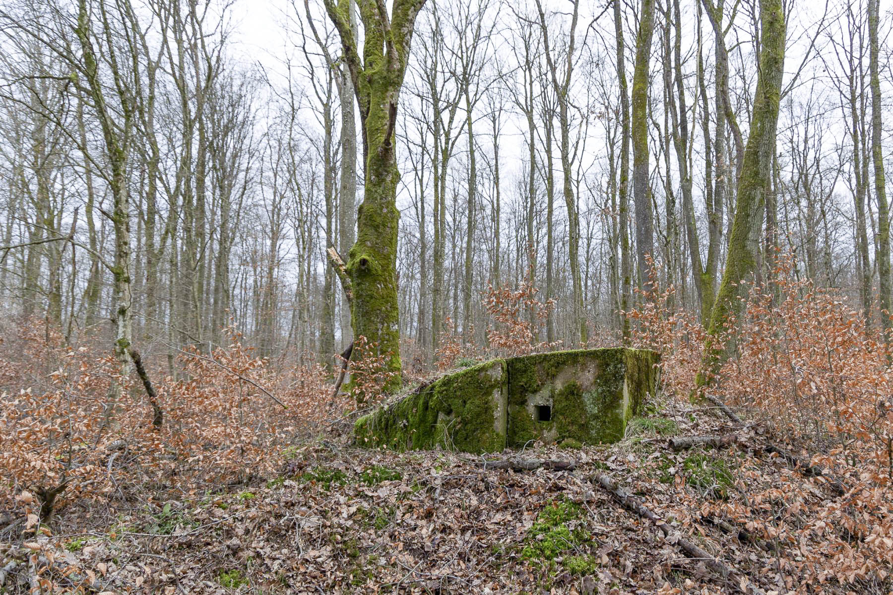 Ligne Maginot - FEEWALD - (Blockhaus pour arme infanterie) -  - Lenhard Christian
