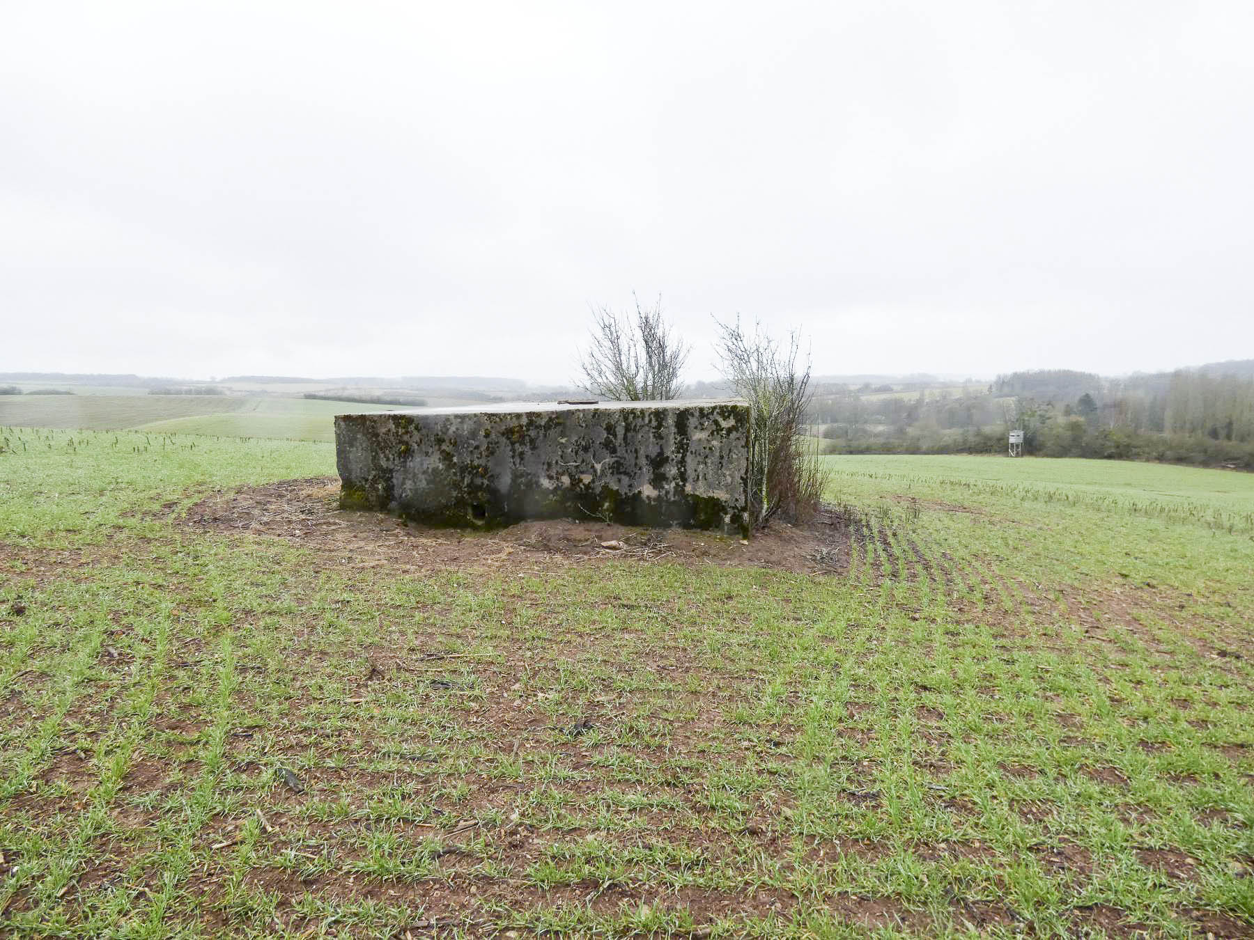 Ligne Maginot - BB348BIS - (Blockhaus pour arme infanterie) - La vue depuis l'Ouest. Bb8 se trouve au niveau du mirador de chasse dans le bois à l'arrière. - STENGER Mathieu