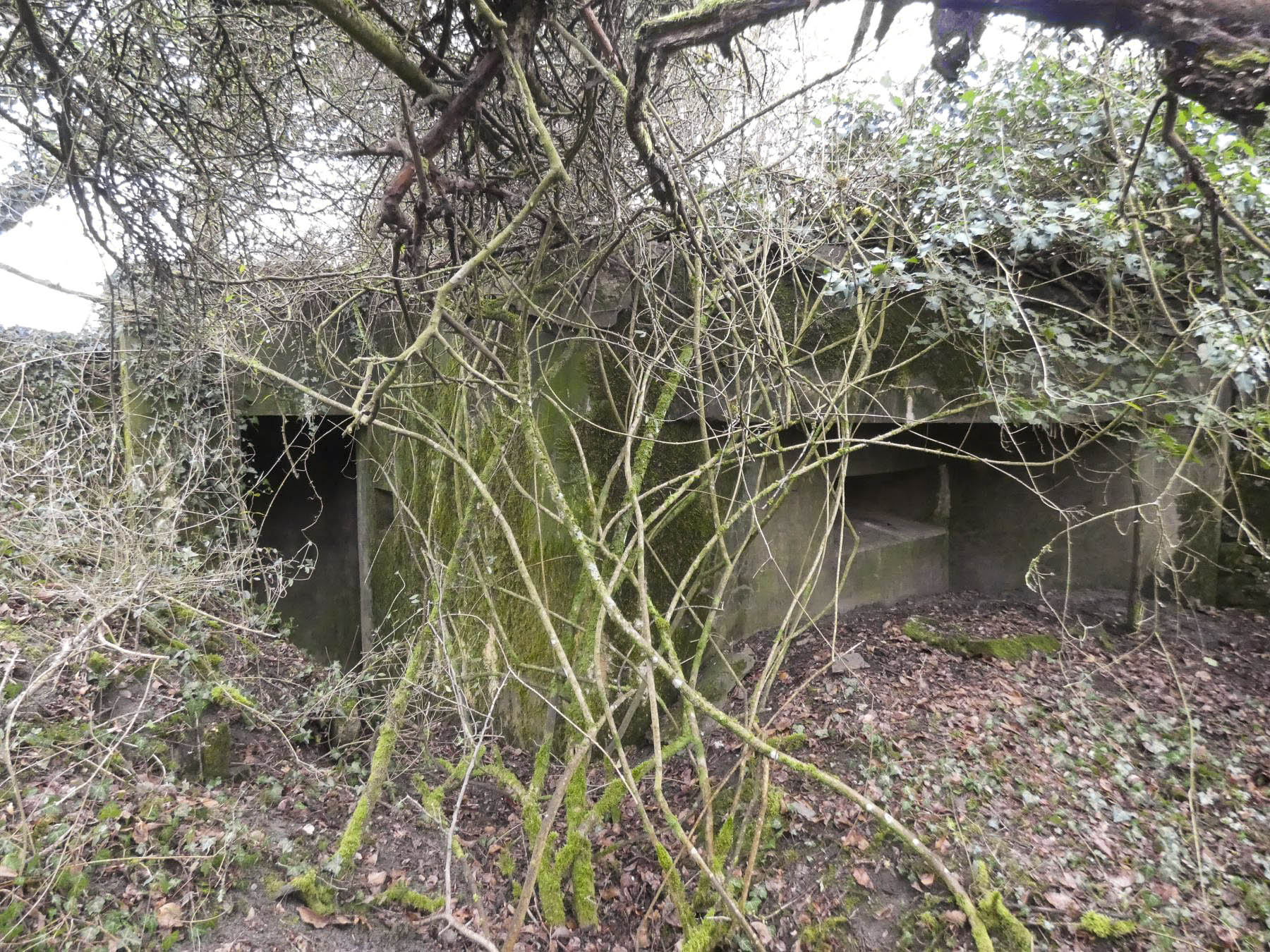 Ligne Maginot - BB8 - KOBENBERG - (Blockhaus pour canon) - L'entrée du blockhaus à gauche et le deuxième créneau mitrailleuse. - STENGER Mathieu