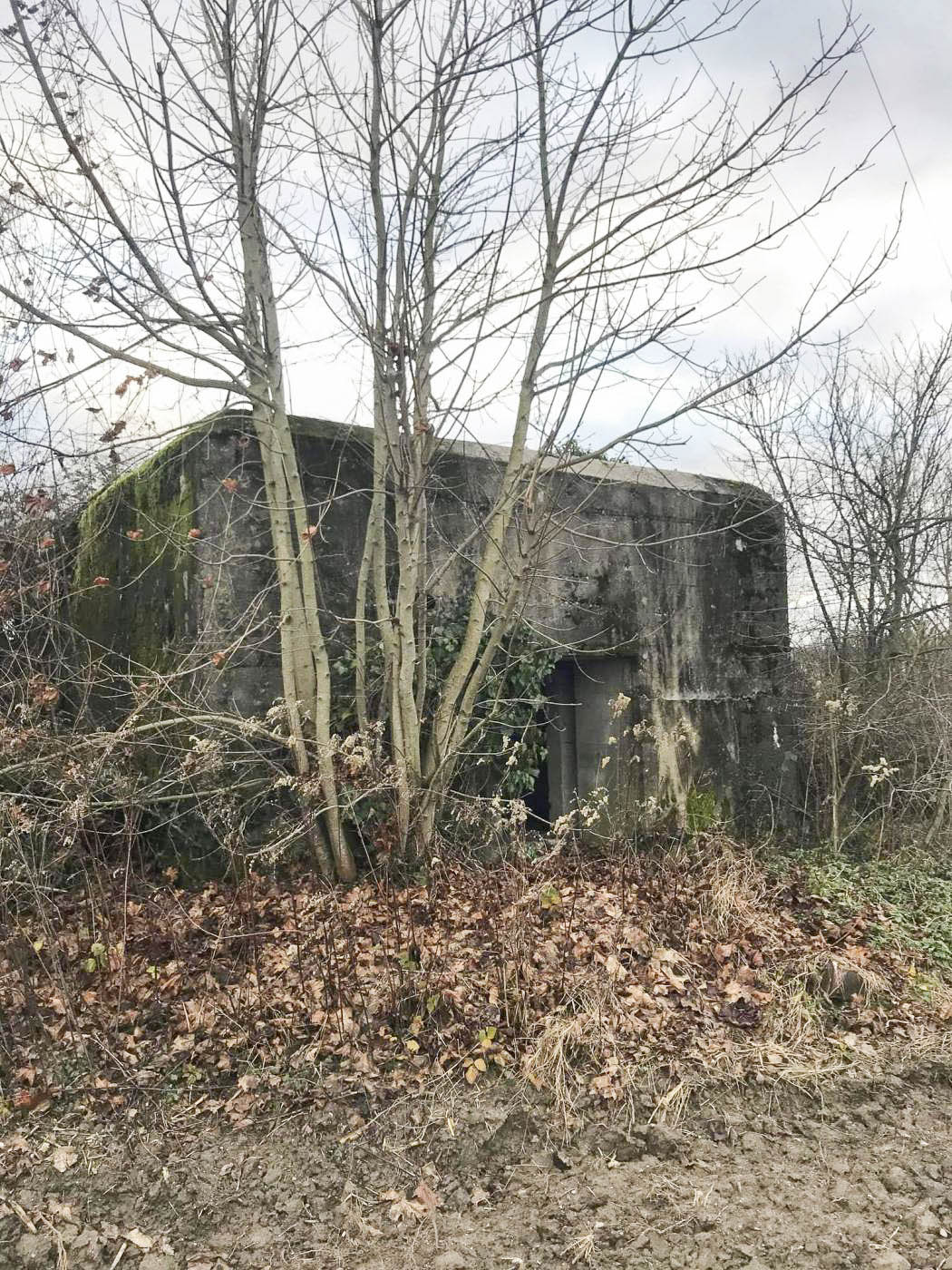 Ligne Maginot - AUENHEIM 1 - (Blockhaus pour canon) -  - Arthur Emmelin