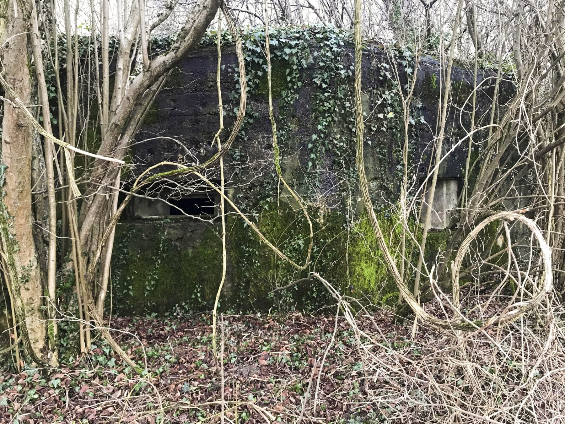 Ligne Maginot - MITTELGRUND - (Blockhaus pour arme infanterie) - Vue des créneaux - Arthur - Les Sentinelles du Rhin