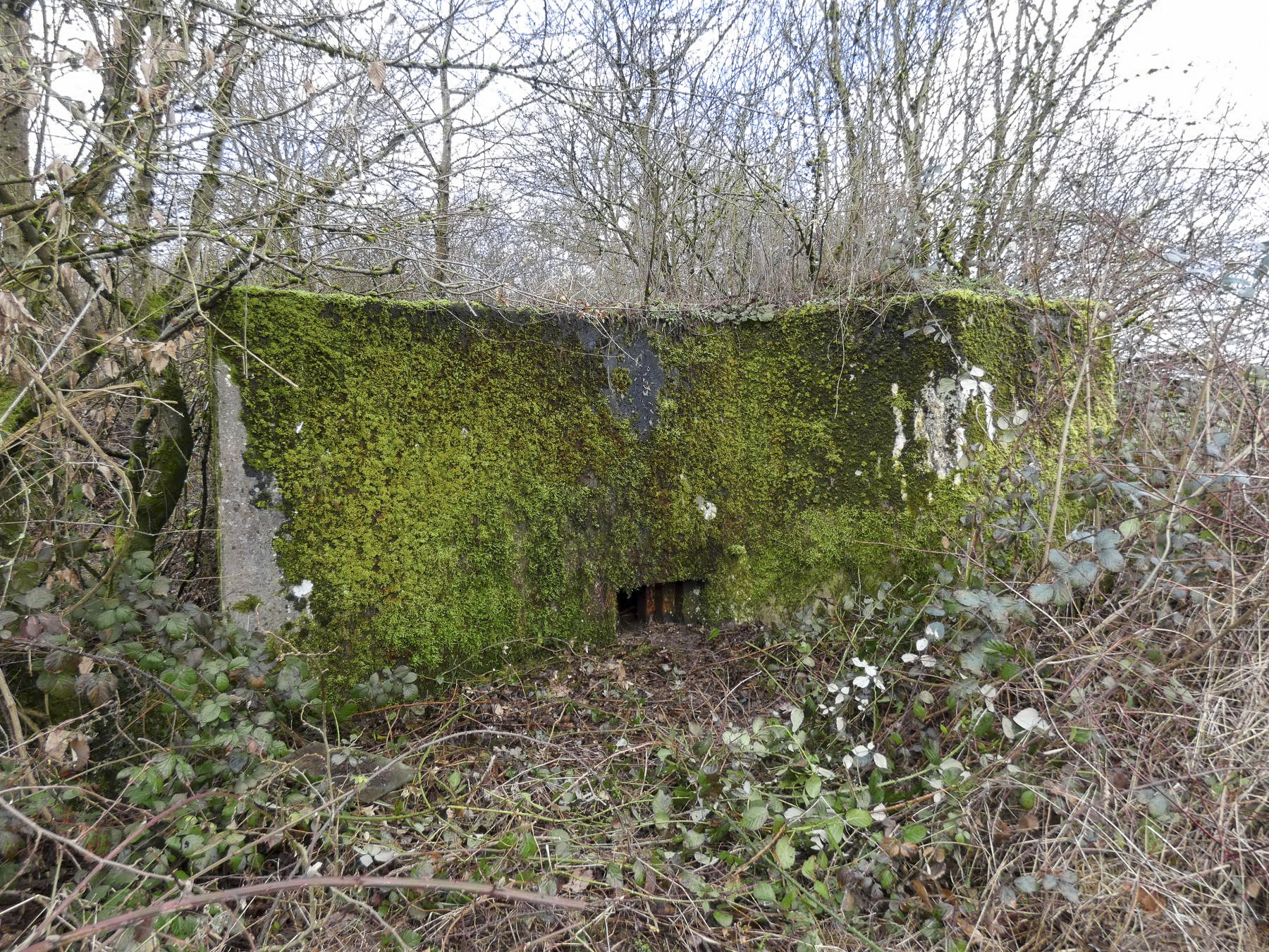 Ligne Maginot - BB346 - PFAFFENKLAUSERBUSCH OUEST - (Blockhaus pour arme infanterie) - La façade de tir du blockhaus. - STENGER Mathieu