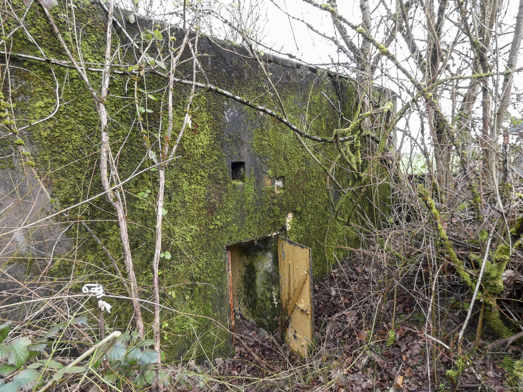 Ligne Maginot - BB346 - PFAFFENKLAUSERBUSCH OUEST - (Blockhaus pour arme infanterie) - La façade arrière avec l'entrée. - STENGER Mathieu