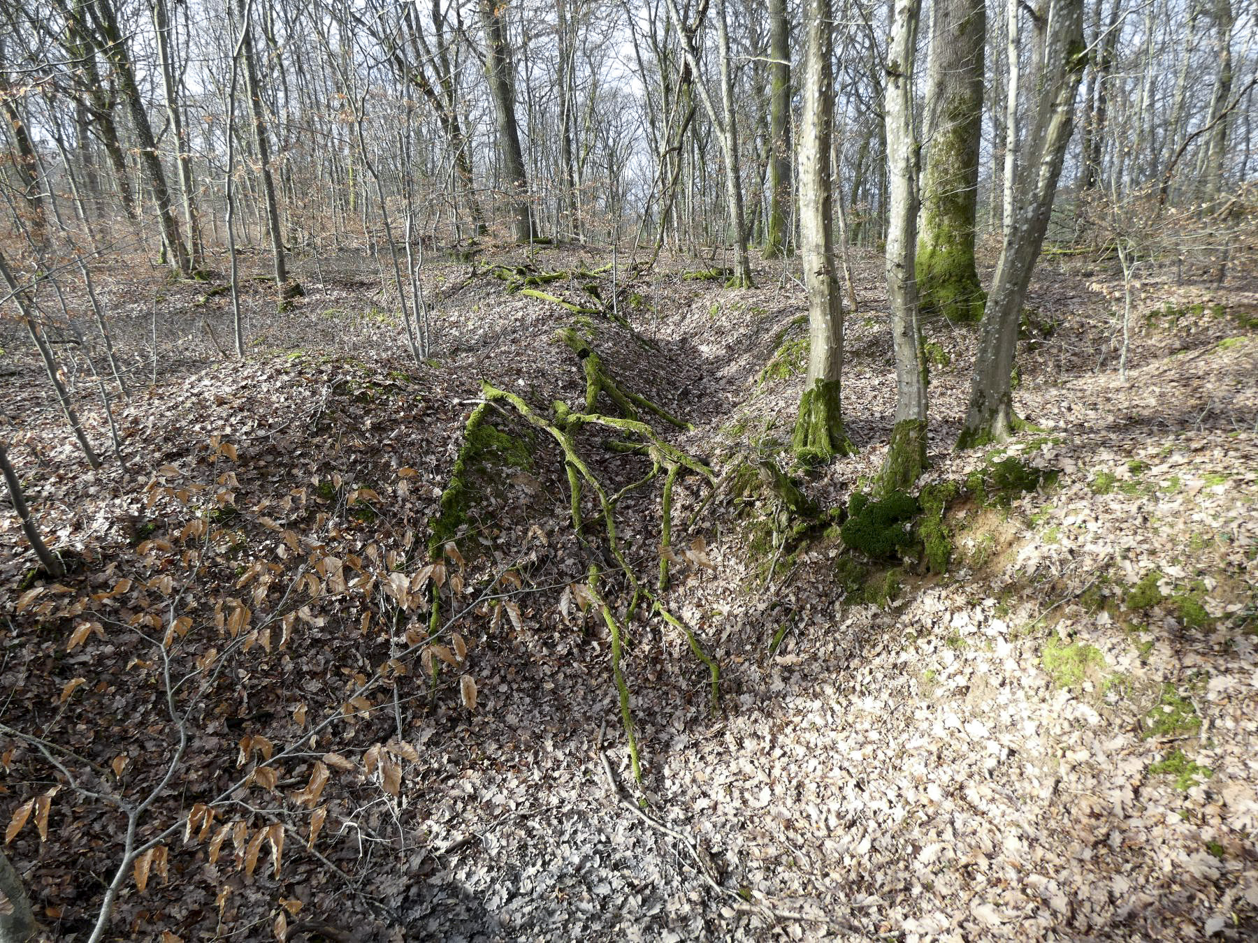 Ligne Maginot - PFAFFENKLAUSERBUSCH 2 - (Blockhaus pour arme infanterie) - Les tranchées à proximité. - STENGER Mathieu