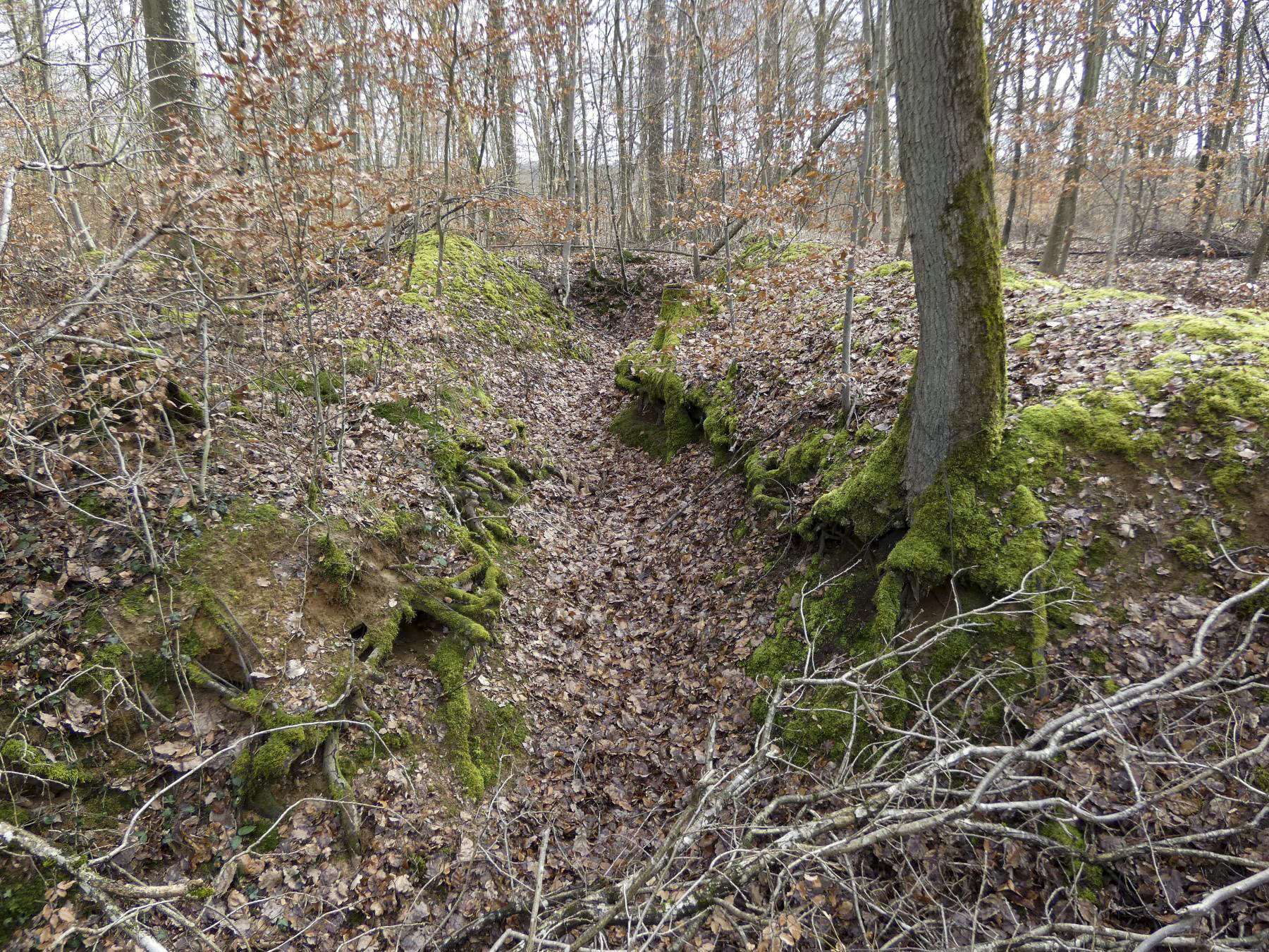Ligne Maginot - PFAFFENKLAUSERBUSCH - (Abri) - Les tranchées qui conduisent à l'abri. - STENGER Mathieu