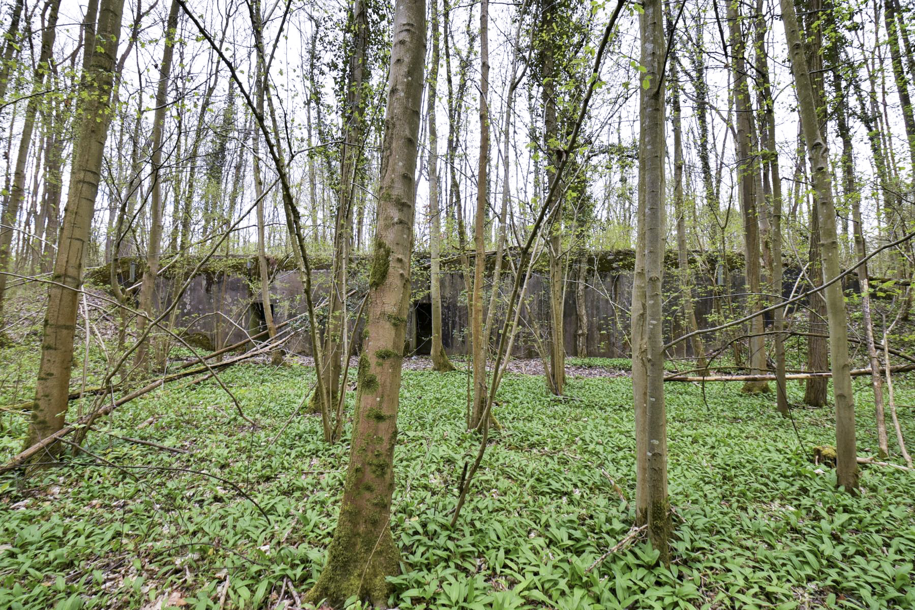 Ligne Maginot - I95 - (Abri) -  - Ludovic KNAPP