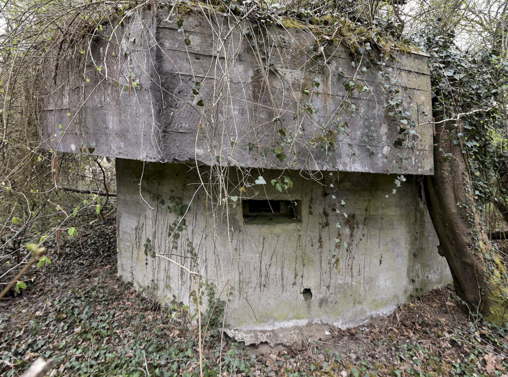 Ligne Maginot - RHIN TORTU 1 - (Blockhaus pour arme infanterie) -  - Ludovic KNAPP