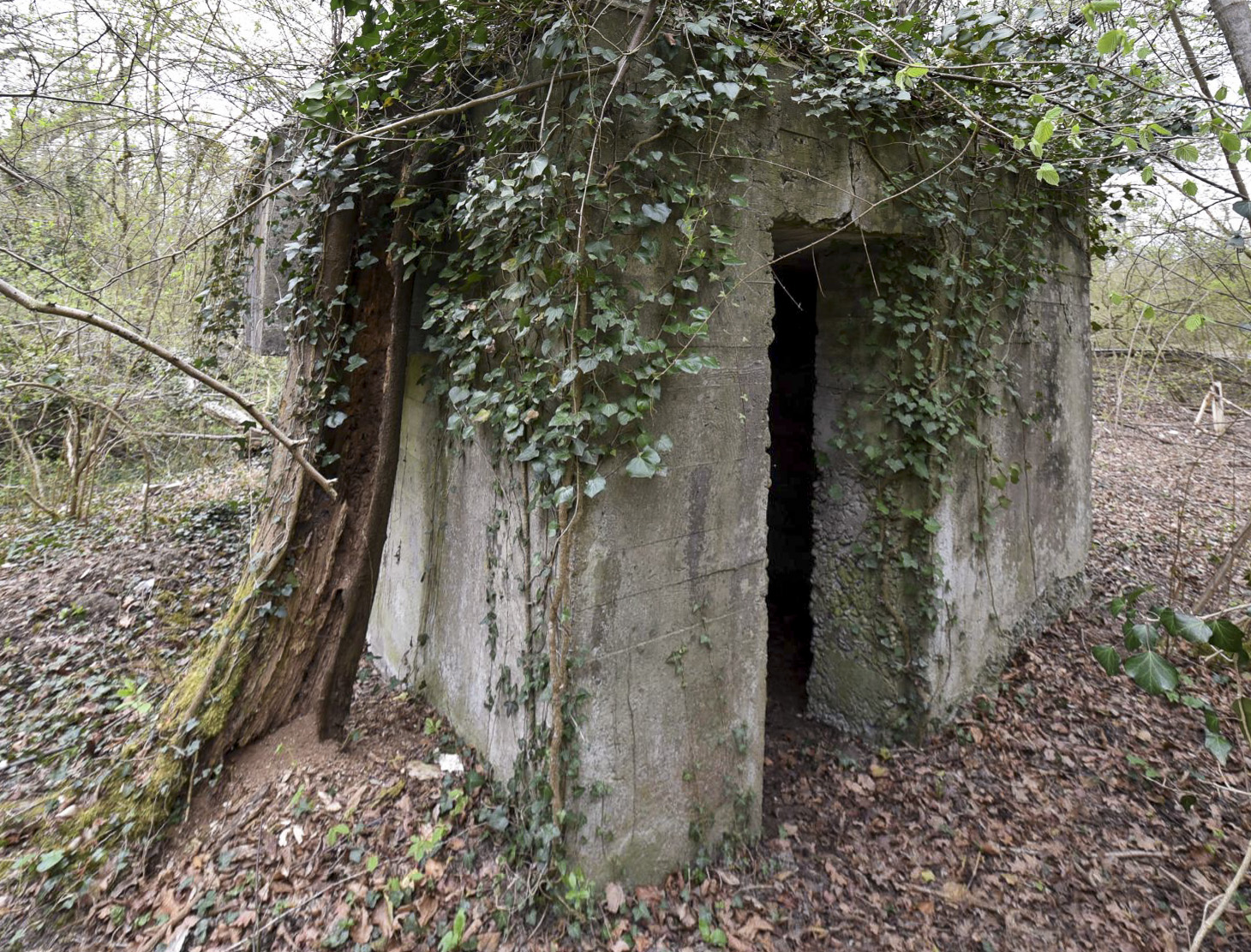 Ligne Maginot - RHIN TORTU 1 - (Blockhaus pour arme infanterie) -  - Ludovic KNAPP