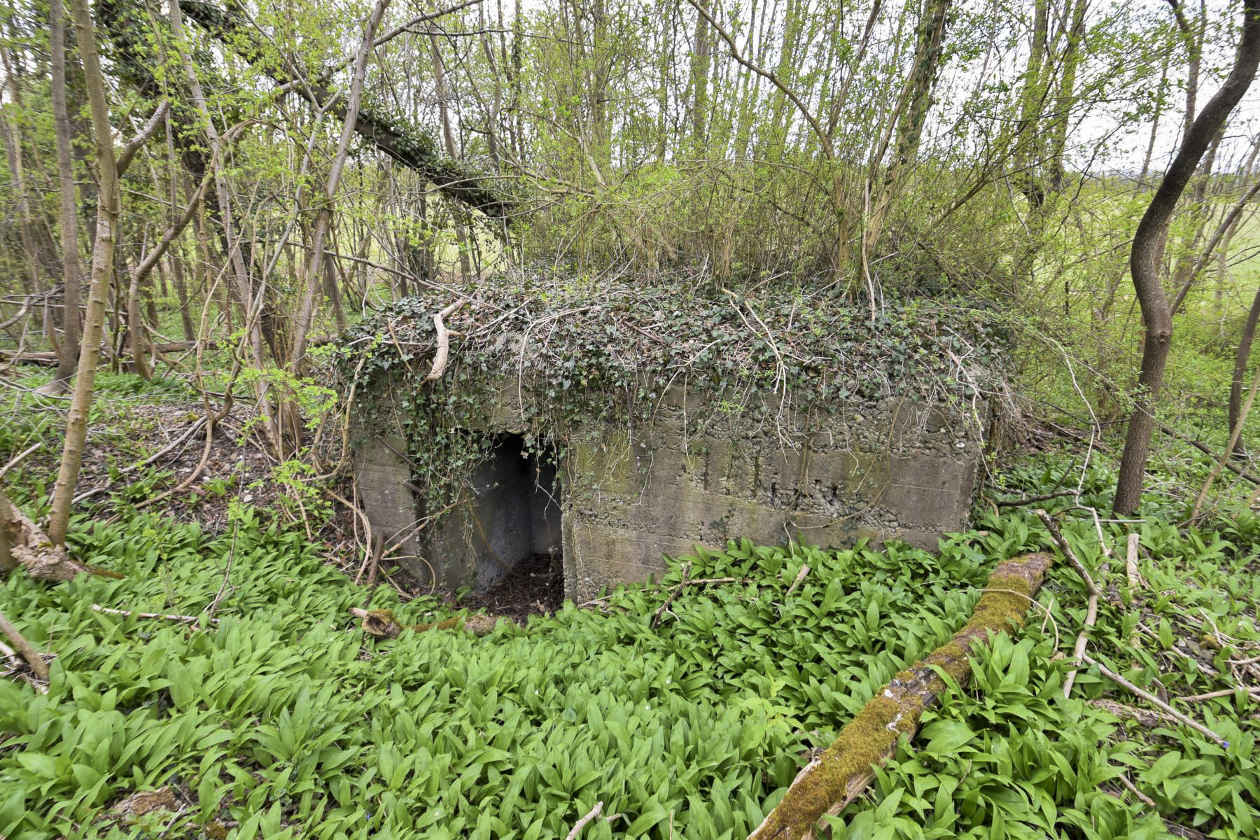 Ligne Maginot - RHIN TORTU 3 - (Blockhaus pour arme infanterie) -  - Ludovic KNAPP