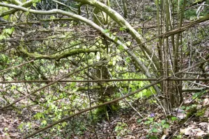 Ligne Maginot - BOIS D'ESCHERANGE - X3 (QUARTIER KANFEN - I/169°RIF) - (Abri) - Vestiges des filets de camouflage