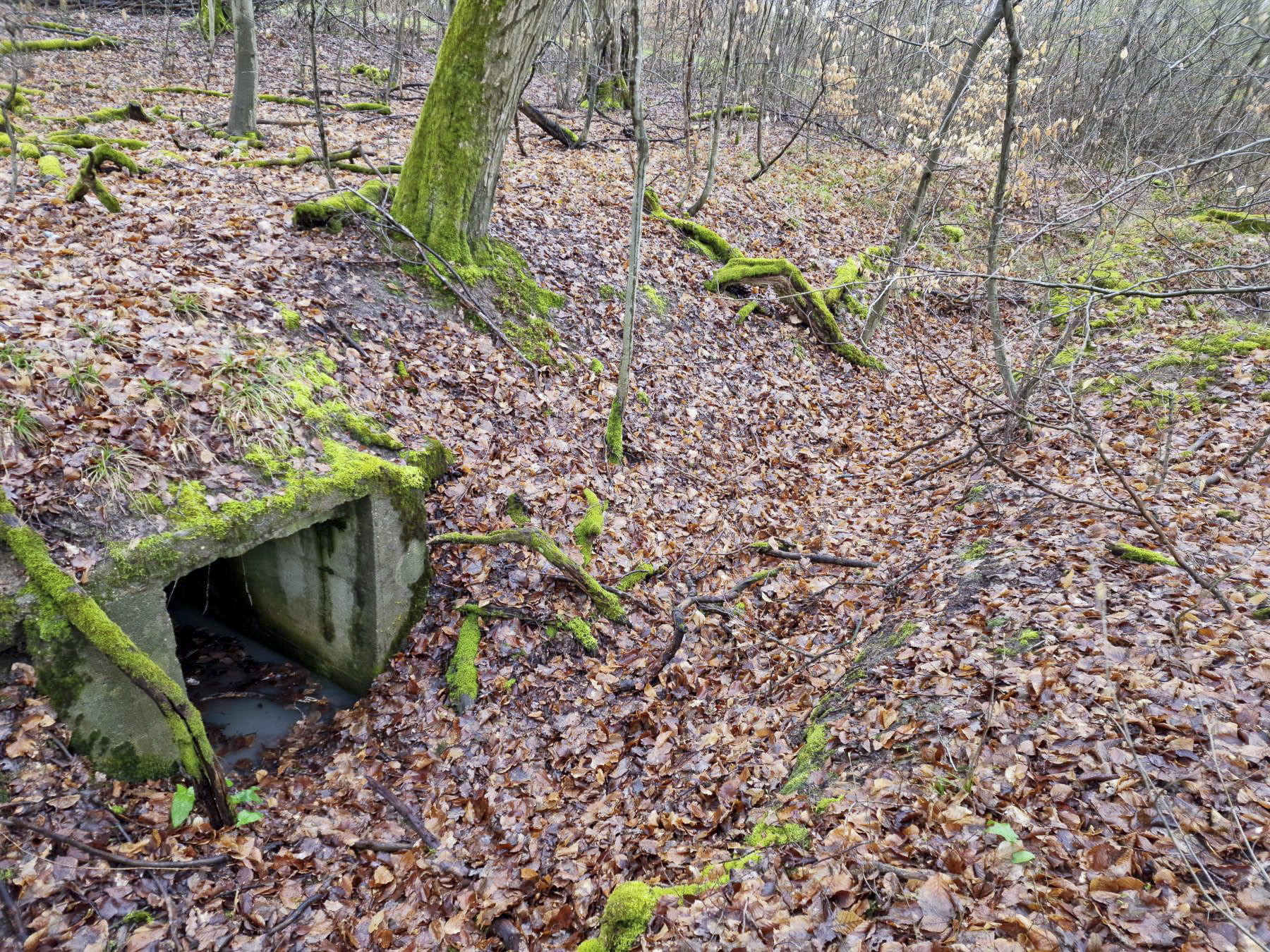 Ligne Maginot - LORENTZERWALD 1 - (Cuve pour arme d'infanterie) - Grande niche à munitions au milieu de la tranchée - Franck Niederlender
