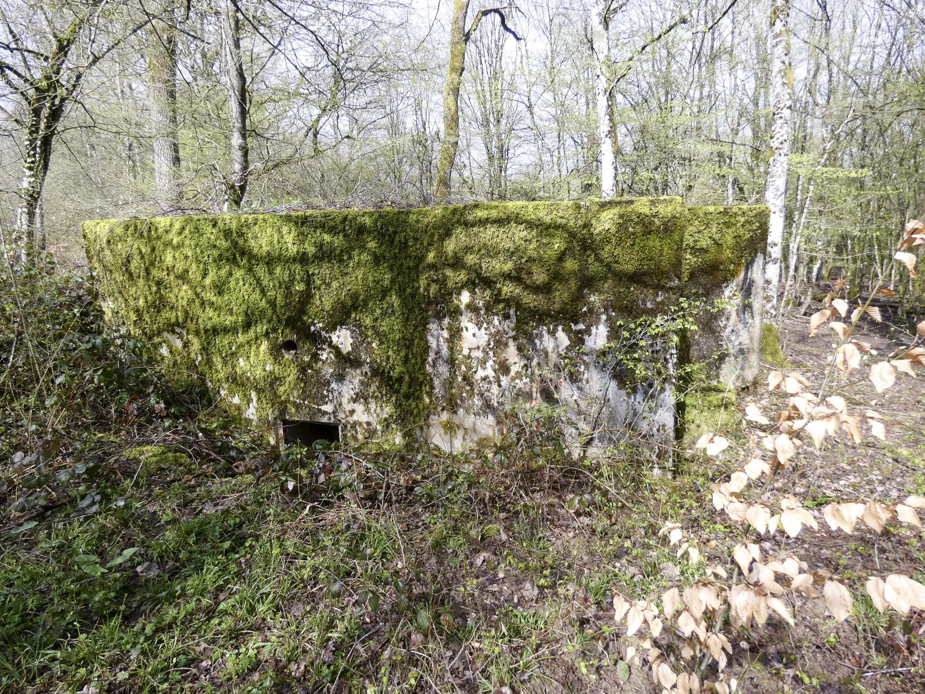 Ligne Maginot - CB310 - ZEITERHOLZ - (Blockhaus pour arme infanterie) - L'entrée du blockhaus en partie remblayée. - STENGER Mathieu