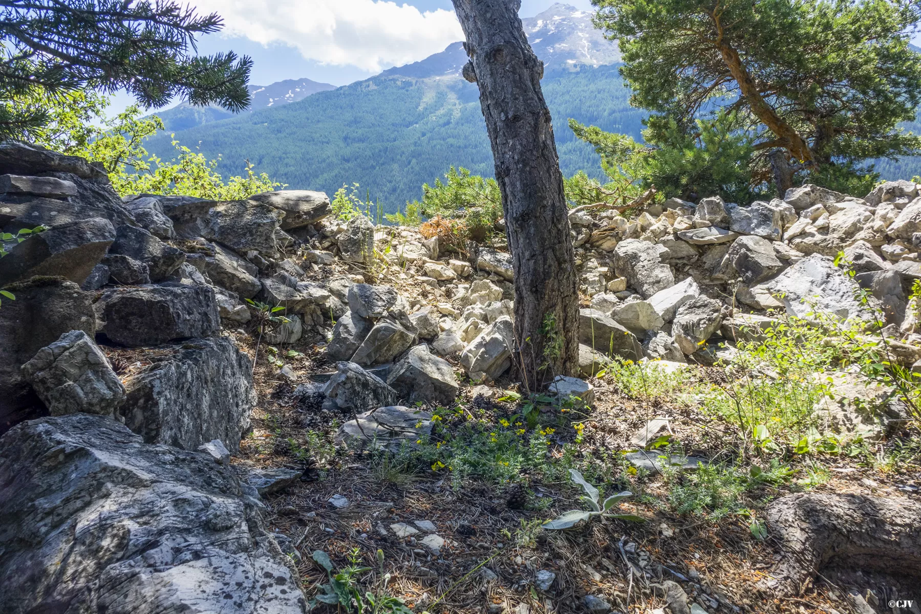 Ligne Maginot - CHARLES-ALBERT SUD 3 - (Abri) - L’emplacement à côté  - Lia VERMEULEN