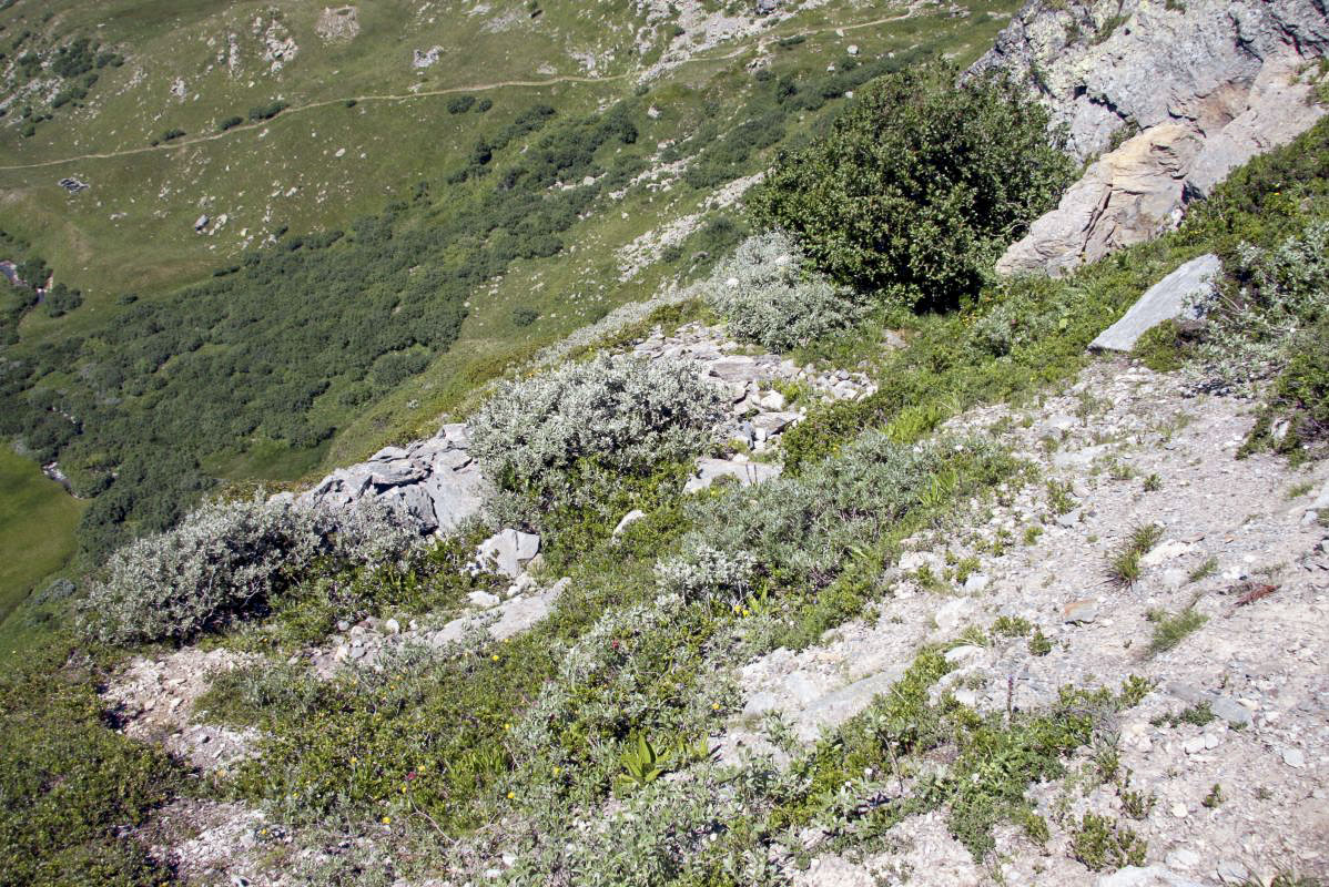 Ligne Maginot - NOTRE-DAME DES NEIGES 4 - (Blockhaus pour arme infanterie) - Juste derrière la position, l'emplacement des cantonnements - Alain Perouffe