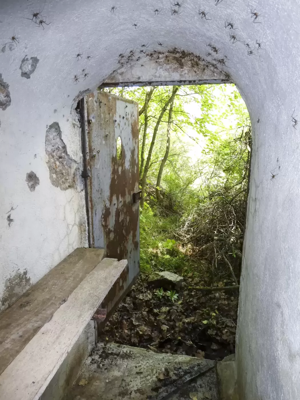 Ligne Maginot - COL DE SEGRA - (Chambre de coupure) -  - ELLENA Daniel - CUNY Philippe