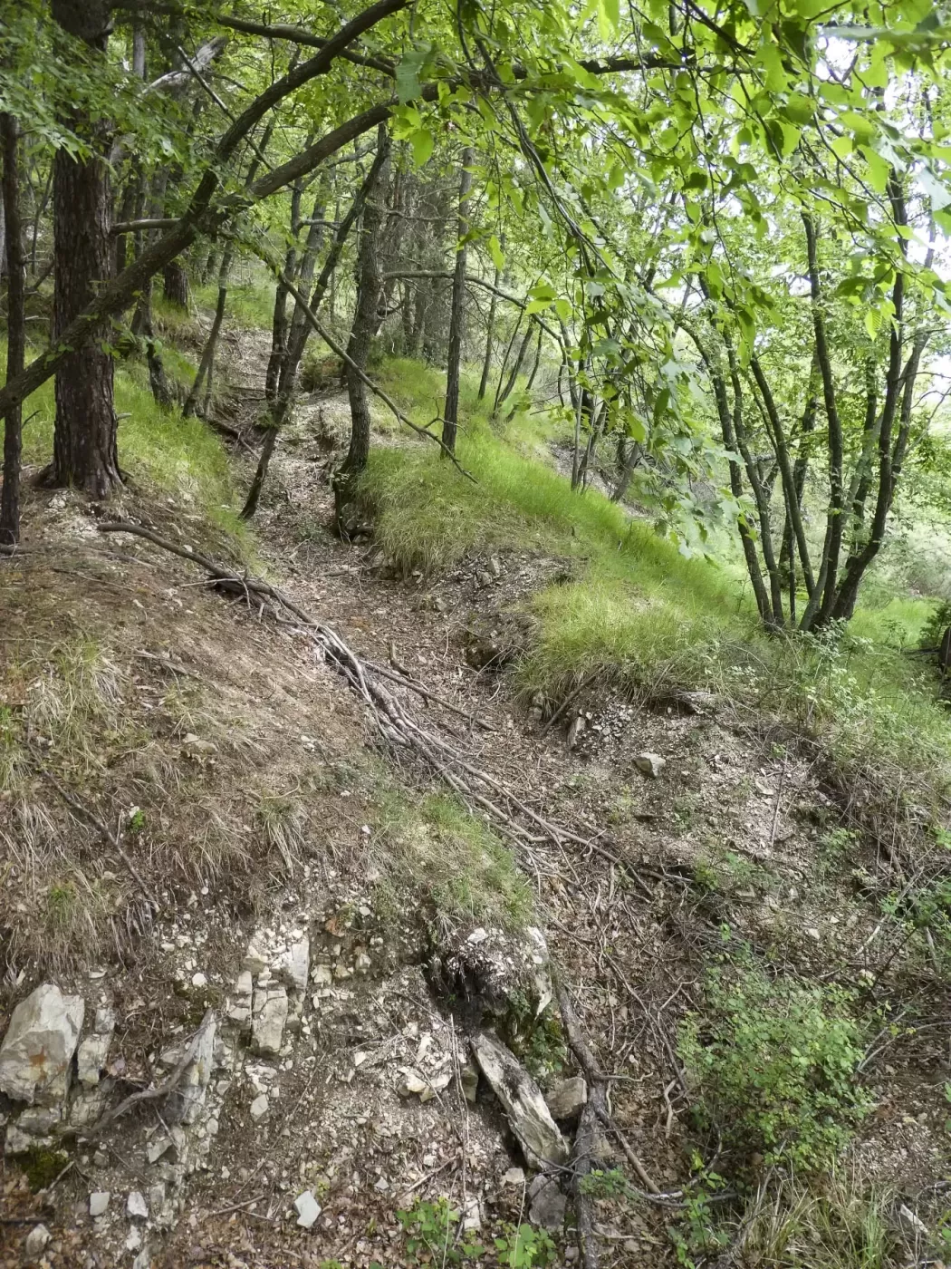 Ligne Maginot - RAVIN DE GAZOUIL - (Abri) - Environnement: Le point d'appui  - ELLENA Daniel - CUNY Philippe