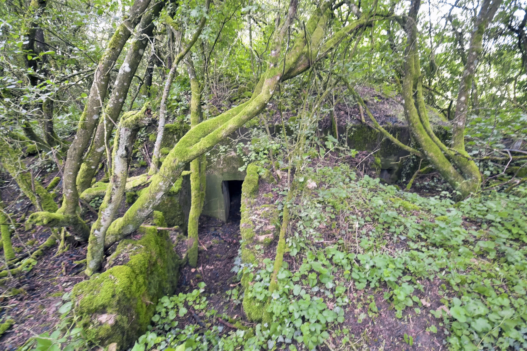 Ligne Maginot - LANGEN EST - (Blockhaus pour arme infanterie) -  - Ludovic KNAPP