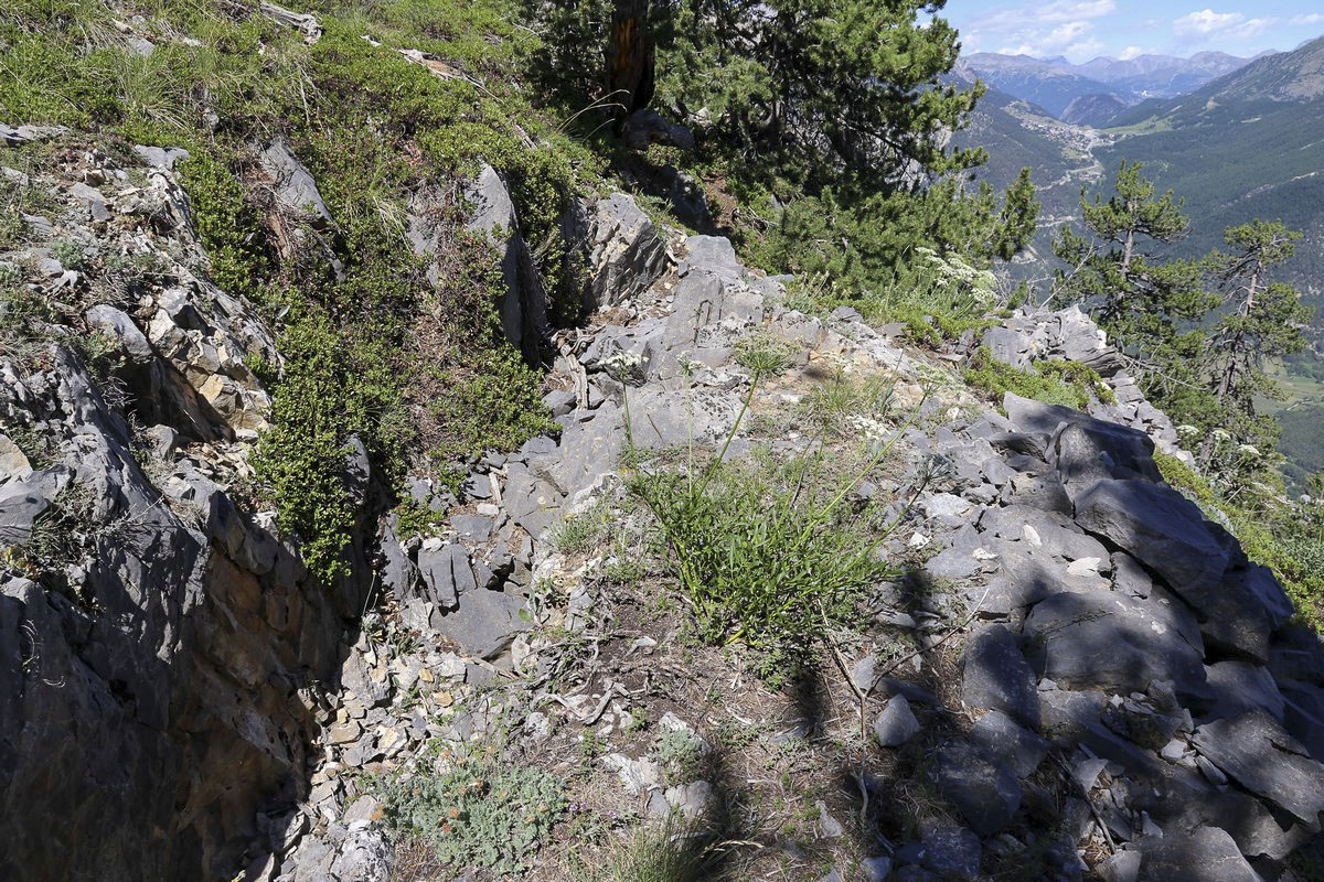 Ligne Maginot - CRETE DE LA PINEE 2 - (Observatoire d'artillerie) - Tranchée de liaison avec l'abri situé à l'arrière - Alain Perouffe