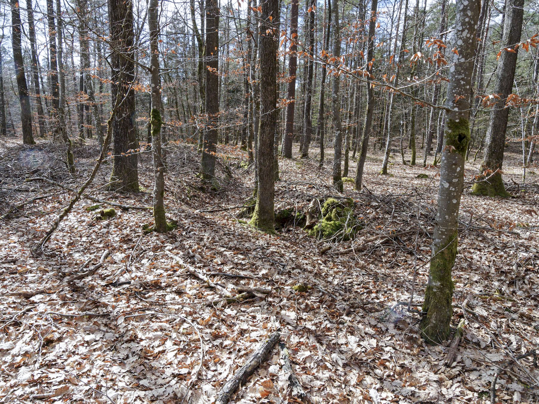 Ligne Maginot - WEIHERSTHAL NORD - (Blockhaus pour canon) - Le système de tranchée desservant le bouclier continue dans la forêt - Jürgen Morr