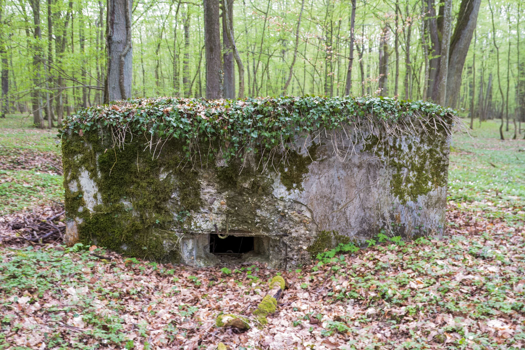 Ligne Maginot - KANFENER BUSCH 5 - (Blockhaus pour arme infanterie) -  - Michel Teiten