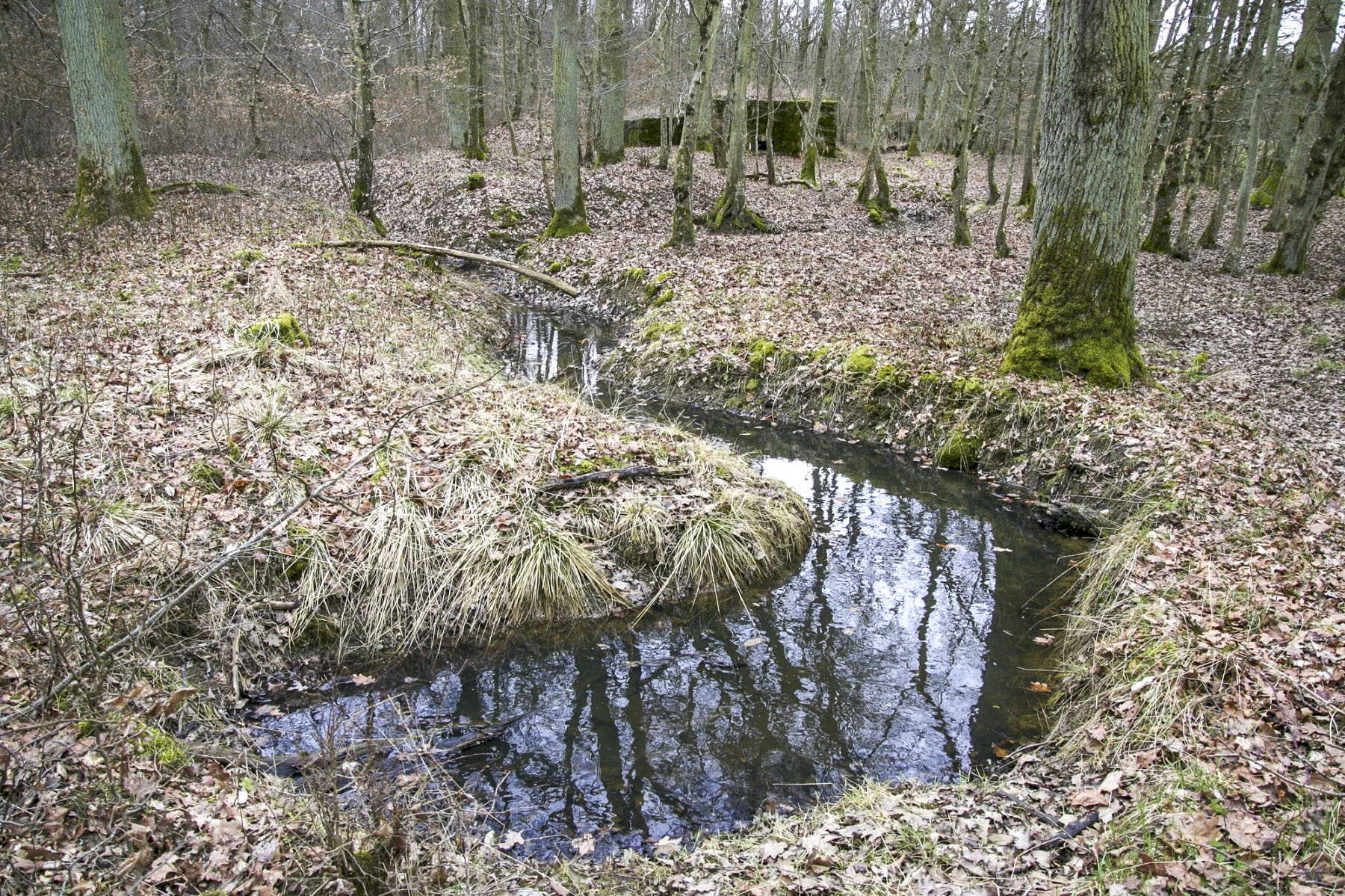 Ligne Maginot - CB226 - BOIS DE CATTENOM 02 - (Blockhaus pour arme infanterie) - Restes de tranchée en avant du bloc (visible à l'arrière-plan) - Michel Teiten