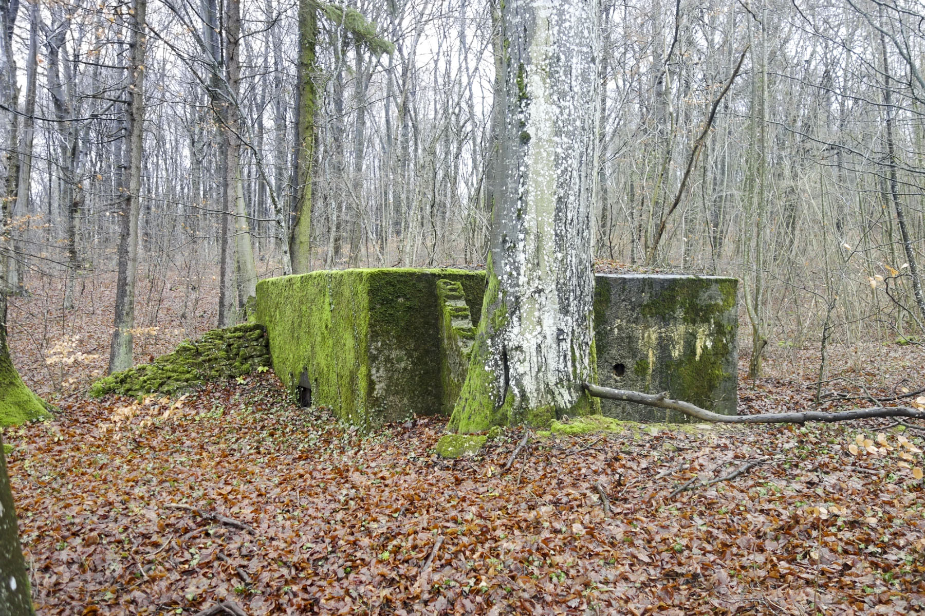 Ligne Maginot - CB332 - GINSKLOPP SUD - (Blockhaus pour arme infanterie) -  - Michel Teiten