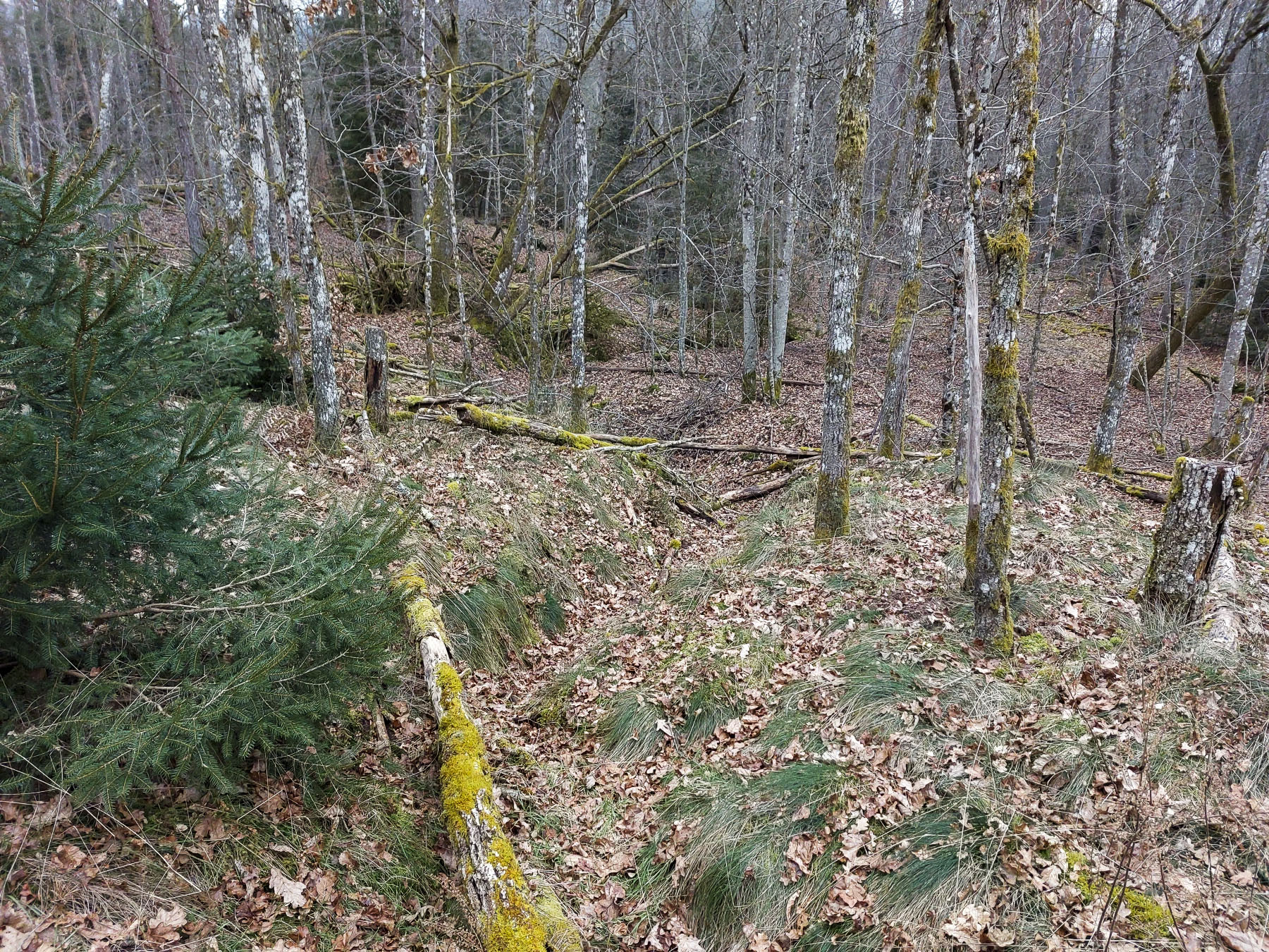 Ligne Maginot - ERBSENTHAL - (Cuve pour arme d'infanterie) - Tranchée vers le casernement et la casemate de Glasbronn - Gregory Fuchs
