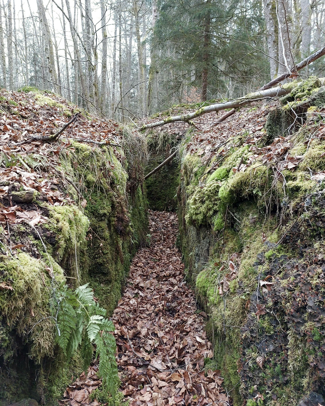 Ligne Maginot - GLASBRONN - (Casemate d'infanterie - Simple) - Le boyau d'accès taillée dans le grès - Gregory Fuchs